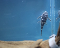 L280 Hypancistrus Vandragti S