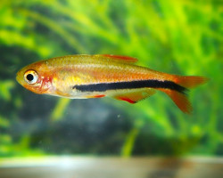 Inpaichthys Sp. Black Arrow S