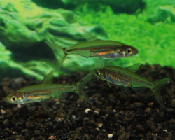 Lepidarchus Adonis M