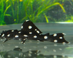 L241 Leporacanthicus Cf. Galaxias S