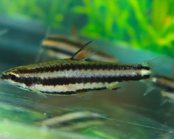 Nannostomus Sp. Peru L