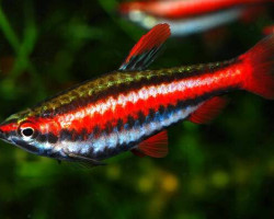 Nannostomus Mortenthaleri L