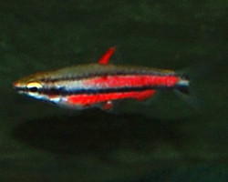 Nannostomus Rubrocaudatus L