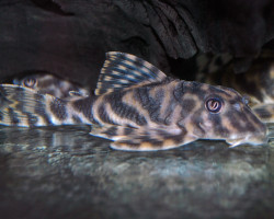 L015 Peckoltia Vittata L