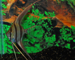 Pterophyllum Altum Xxl