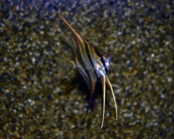 P. Altum Orinoco S/M