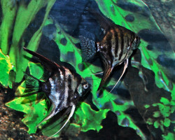 P. Scalare Dark Mix M