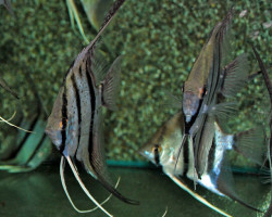 Pterophyllum Sc. Peru Red Spotted L