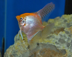 P. Scalare Gold Select M