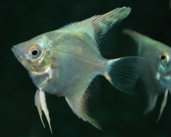 Pterophyllum Sc. Platinum Xl