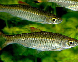 Rasbora Caudimaculata L
