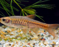 Rasbora Vulcanus M