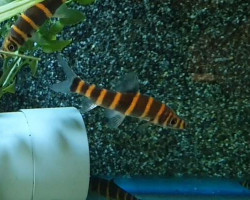 Synaptolaemus Latofasciatus Xl