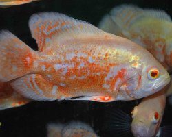 Astronotus Ocellatus Albino M