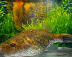 Pao Sp.Chao Phraya River L