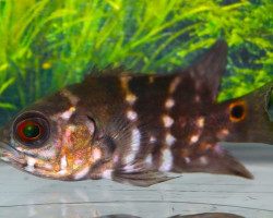 Astronotus Crassipinnis M