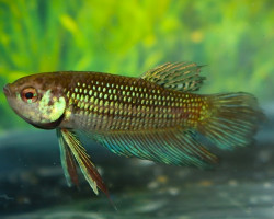 Betta Mahachaiensis L