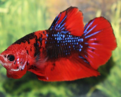 Betta Sp. Plakat Fancy Maschio M