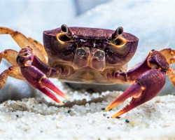 Globithelphusa Sp. M