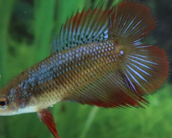 Betta Sp. Super Delta Double Tail Femmina M