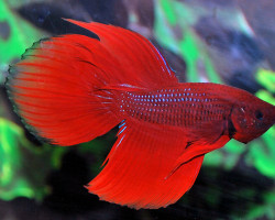 Betta Splendens Maschio  L