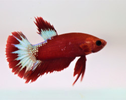 Betta Sp. Plakat Hellboy Red Maschio L