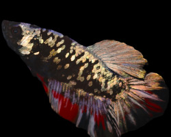 Betta Sp. Plakat Hellboy Yellow Maschio L