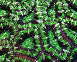 Acanthastrea Lordhowensis (Green Premium) S