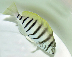 Acanthurus Polyzona Ml