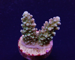Acropora Abrotanoides (Frag) M