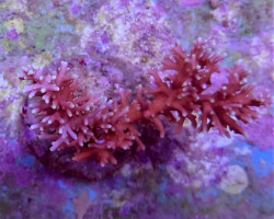 Acropora Carduus Ml