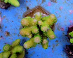 Acropora Humilis (Green) L