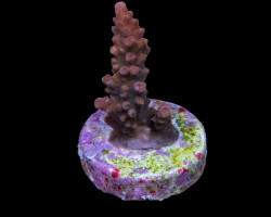 Acropora Latistella (Frag) M
