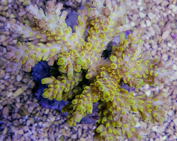 Acropora Latistella Ml