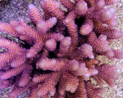 Acropora Millepora (Red-Pink) Ml