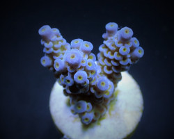 Acropora Tenuis (Greenish) (Frag) M