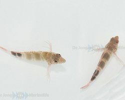 Amblycirrhitus Pinos M