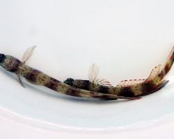 Amblyeleotris Latifasciata M