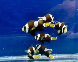Amphiprion (Saddleback Blue Lip) M