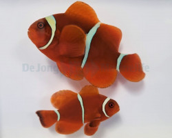 Amphiprion Biaculeatus (Pair)