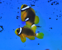 Amphiprion Clarkii Black Deluxe - Allevato Europa M