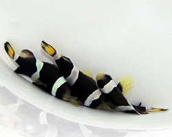 Amphiprion Latezonatus -  Allevato Europa M