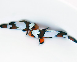 Amphiprion Ocellaris Blacker Ice (Coppia) - Allevato Europa Ml