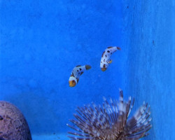 Amphiprion Ocellaris Frostbite Subzero (Coppia) - Allevato Europa  Ml