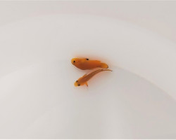 Amphiprion Ocellaris Naked (Coppia) - Allevato Europa  Ml