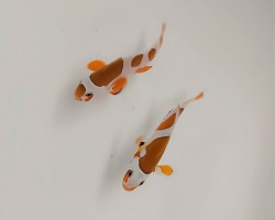 Amphiprion Ocellaris Orange Storm (Coppia) - Allevato Europa Ml