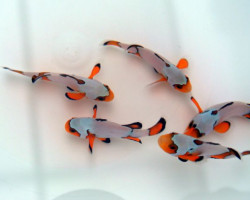 Amphiprion Ocellaris Premium Snowflake - Allevato Europa S