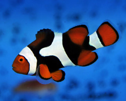 Amphiprion Percula (Black) Png M