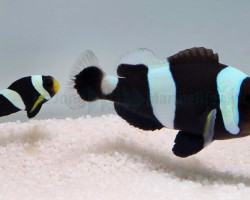 Amphiprion Polymnus (Pair)