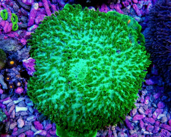 Amplexidiscus Fenestrafer (Green) Ml
